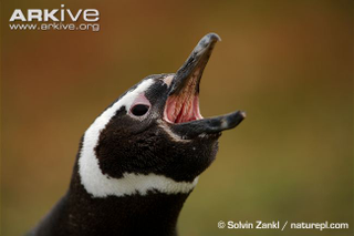 Illustration for article titled Flightless Friday - Spheniscus magellanicus Edition